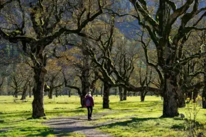 walking for fat loss